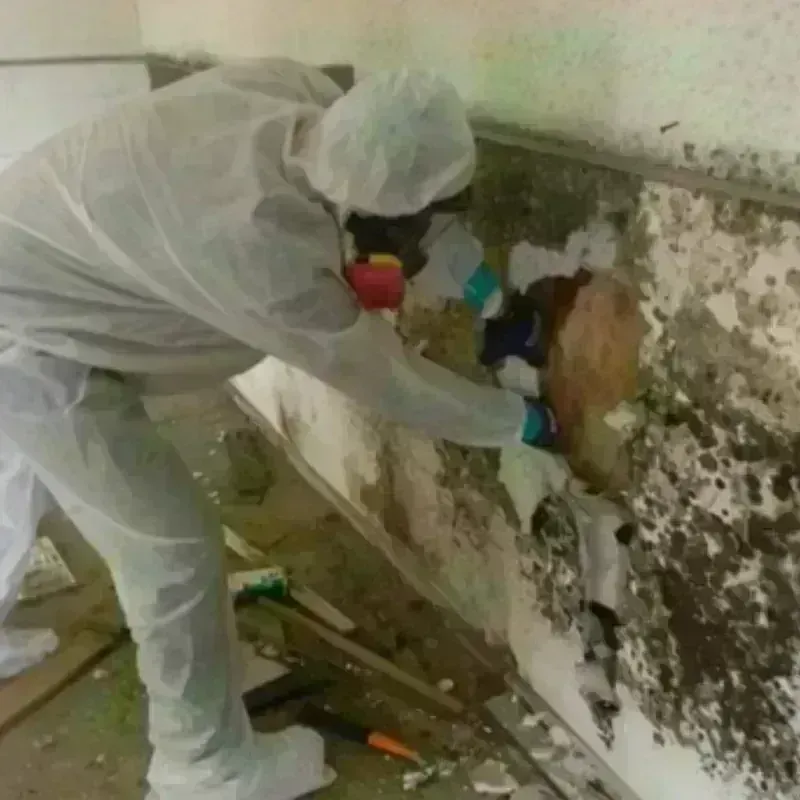 Mold Remediation and Removal in Monterey, VA